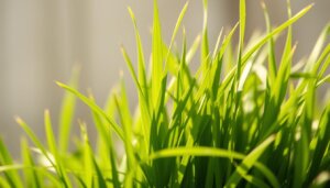 barley grass nutrition